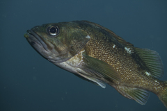 Sebastes oculatus