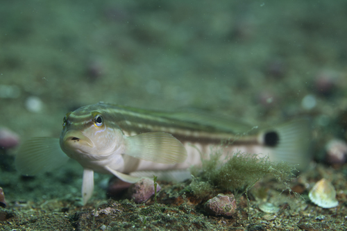Brazilian sandperch (Pinguipes brasilianus) — Pinguipedidae — 2