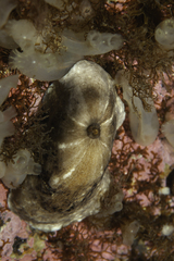 Fissurellidea