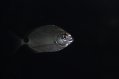 South American Silver Porgy photo 4