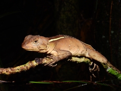 Brazilian Fathead Anole photo 4