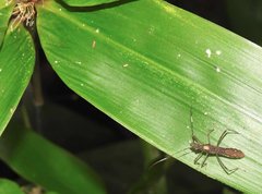 Marcius longirostris