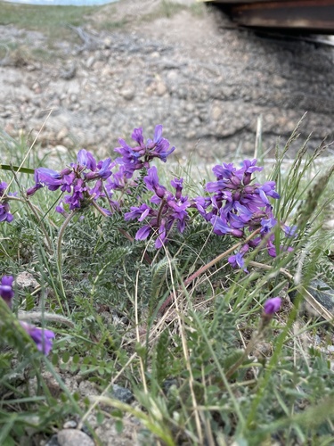 Oxytropis arctica var. bellii