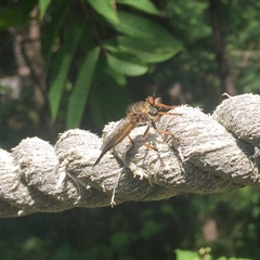 Asilidae