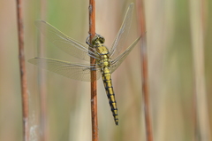 Orthetrum cancellatum