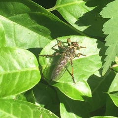 Asilidae