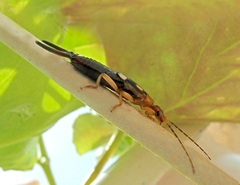 Forficula smyrnensis