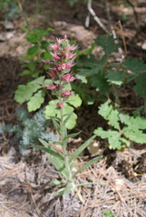 Pontechium maculatum