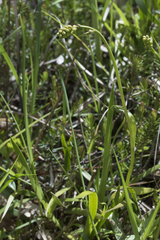 Tofieldia calyculata