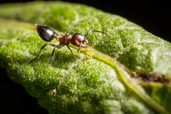 Crematogaster cerasi