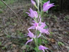 Cephalanthera rubra