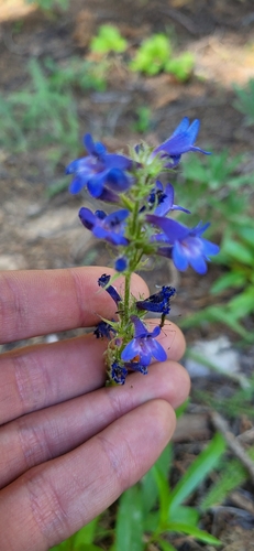 Image of Penstemon attenuatus by (c) Ben Meredyk, some rights reserved (CC BY)