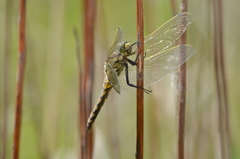 Orthetrum cancellatum