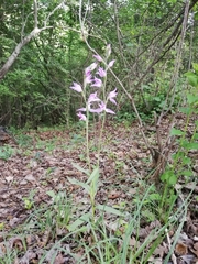 Cephalanthera rubra