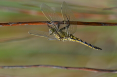 Orthetrum cancellatum