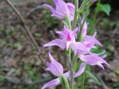 Cephalanthera rubra