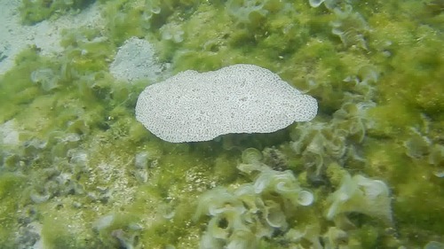 Pardachirus marmoratus