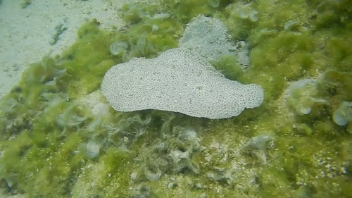 Finless Sole