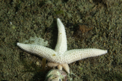 Allostichaster capensis image