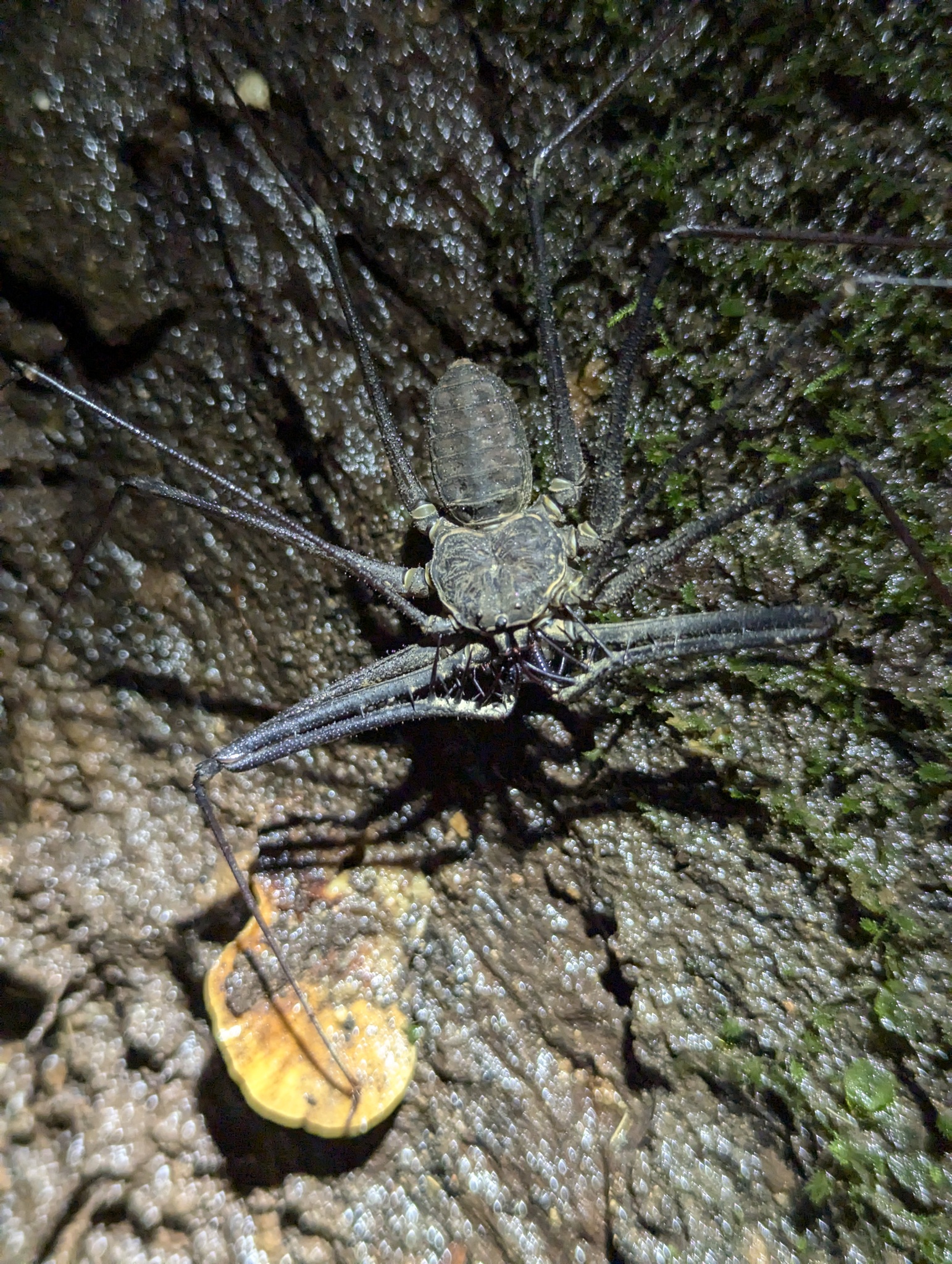 Heterophrynus batesii (Butler, 1873)