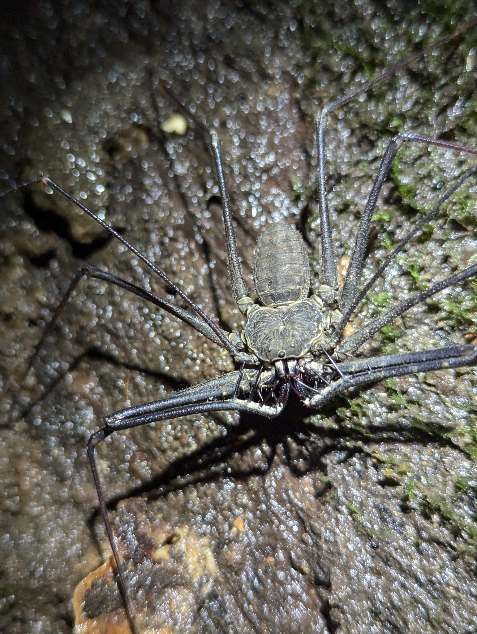 Heterophrynus batesii (Butler, 1873)