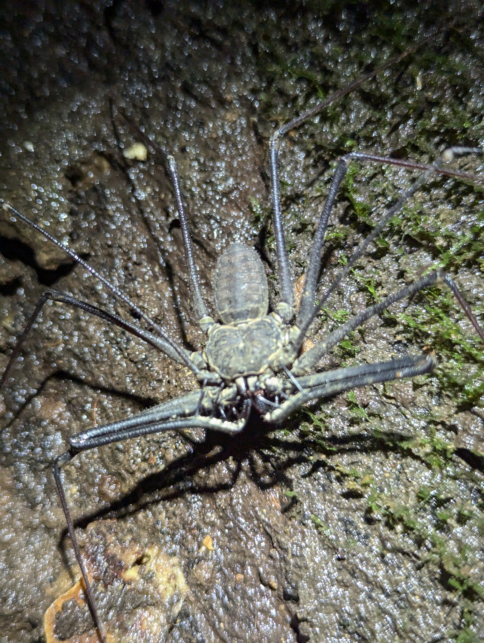 Heterophrynus batesii (Butler, 1873)