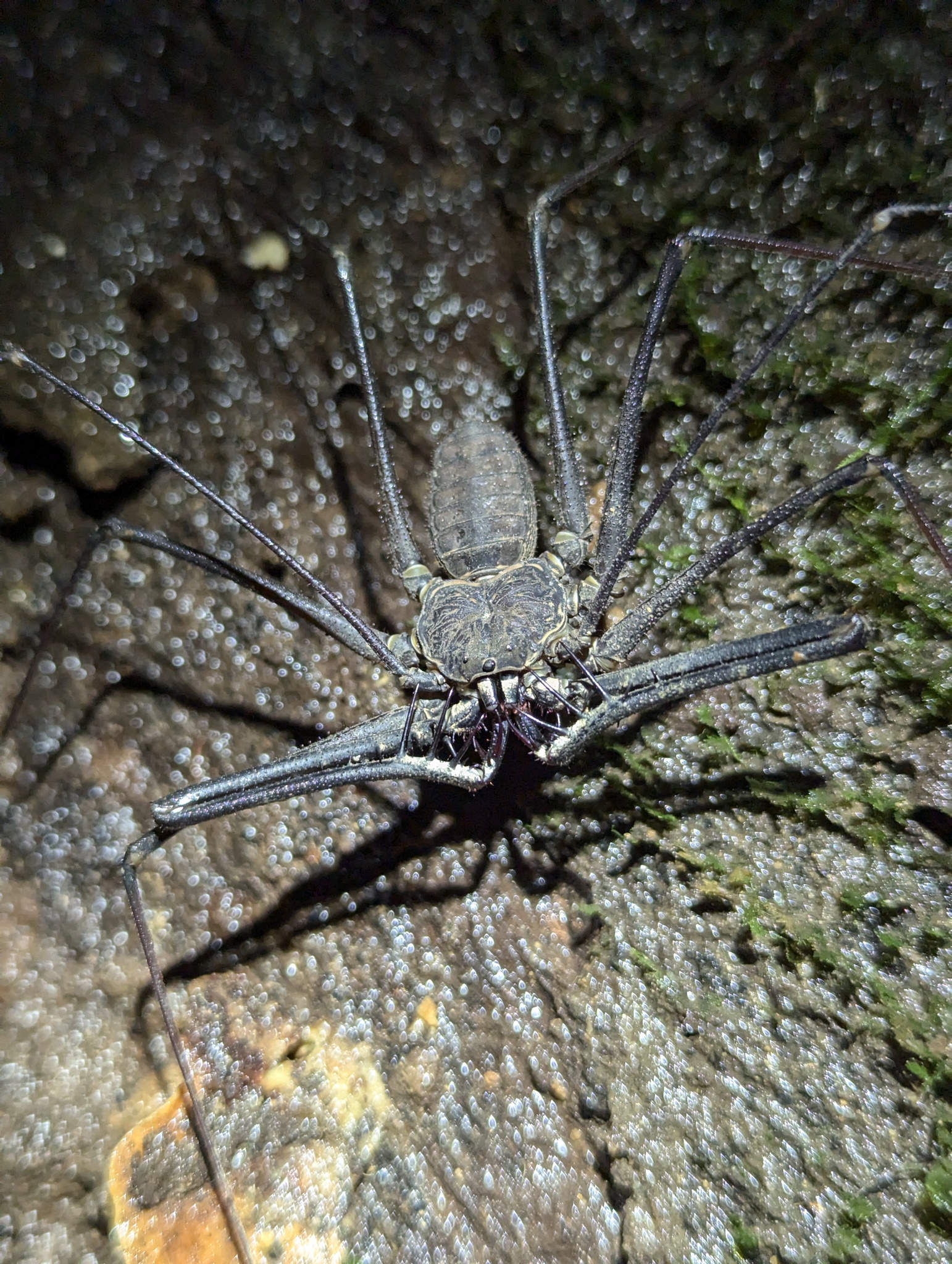 Heterophrynus batesii (Butler, 1873)
