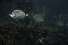 South American Silver Porgy photo 3