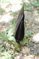Arum elongatum