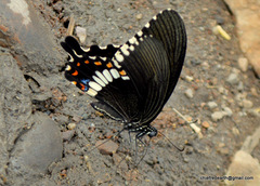 Papilio polytes romulus