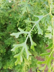 Quercus cerris