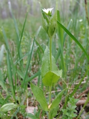 Stellaria bungeana