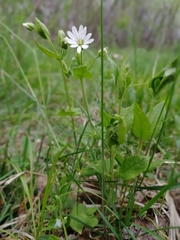 Stellaria bungeana