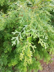 Quercus cerris