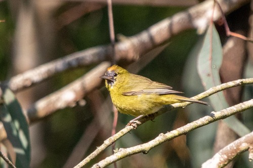 Orange-crowned Warbler