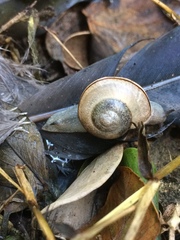 Sheldoniinae