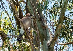 Garrulus glandarius atricapillus