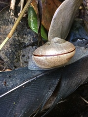 Sheldoniinae