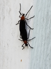 Plecia americana