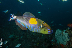 Freycinet's Leatherjacket photo 5