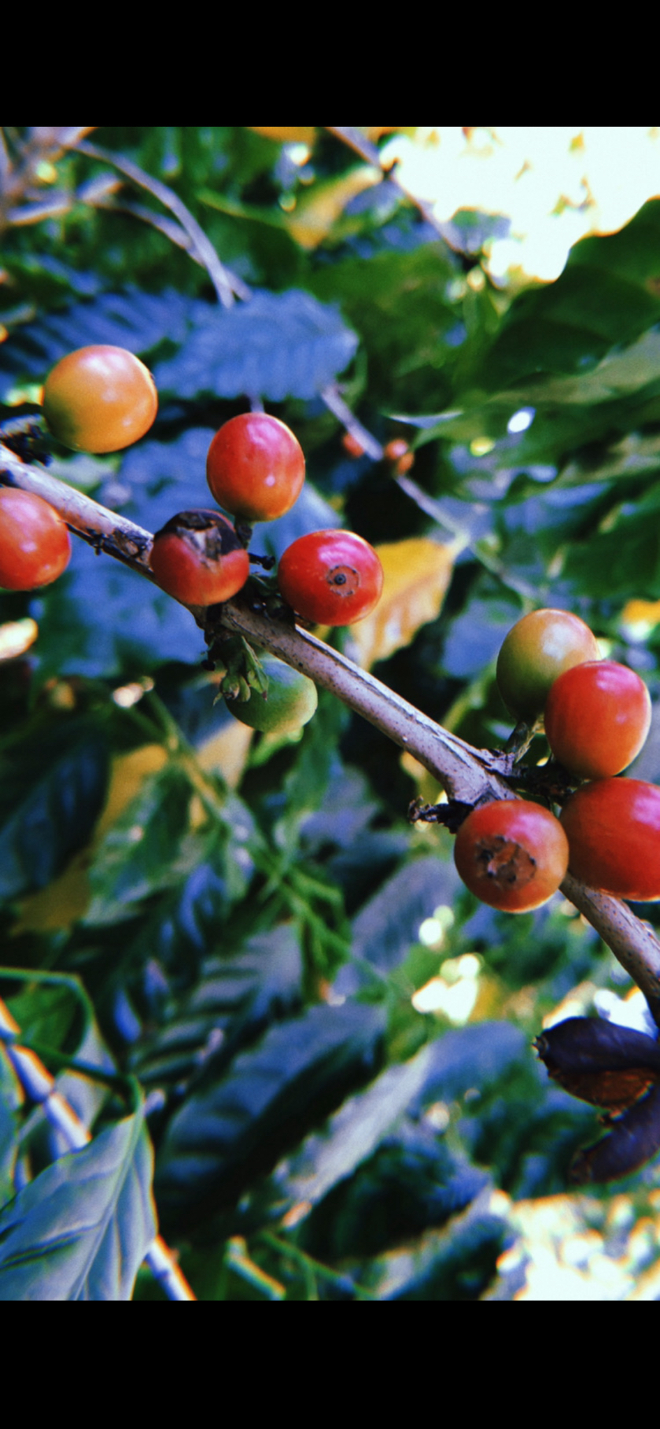 Coffea arabica