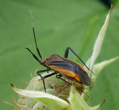 Taedia