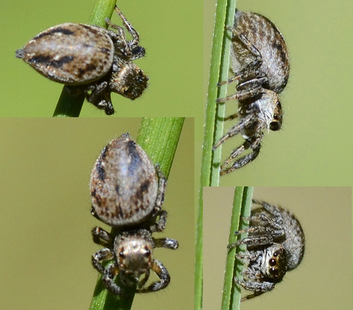 Vaivorykštinis musėgaudis nuotrauka