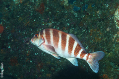 Chirodactylus spectabilis