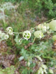 Silene vulgaris