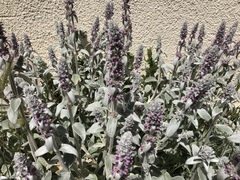 Stachys byzantina