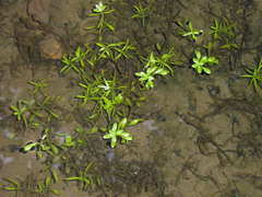 Callitriche heterophylla