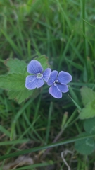 Veronica chamaedrys