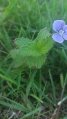 Veronica chamaedrys