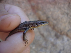 Lacertidae